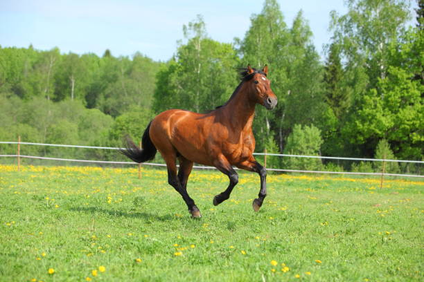 istock Brown PRE horse galloping across a meadow 841278634