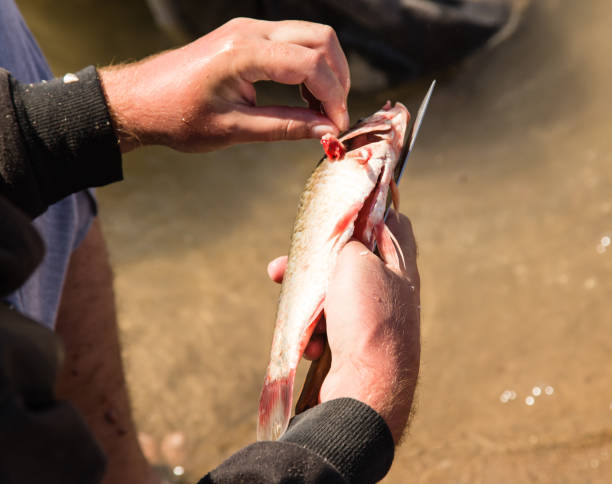 istock Fisherman to clean a fish with a knife on the river 841279506