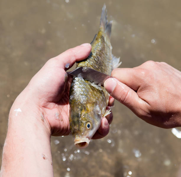 istock Fisherman to clean a fish with a knife on the river 841281638