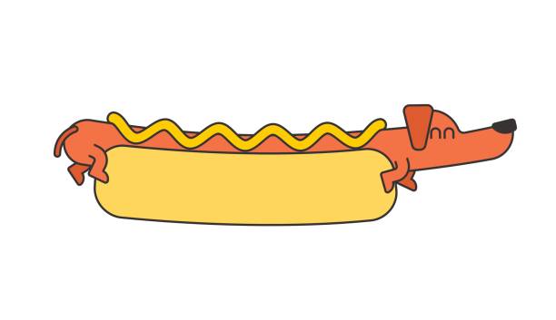 hot-dog-dackel und brötchen. ketchup und senf. fast-food-haustier - wearing hot dog costume stock-grafiken, -clipart, -cartoons und -symbole