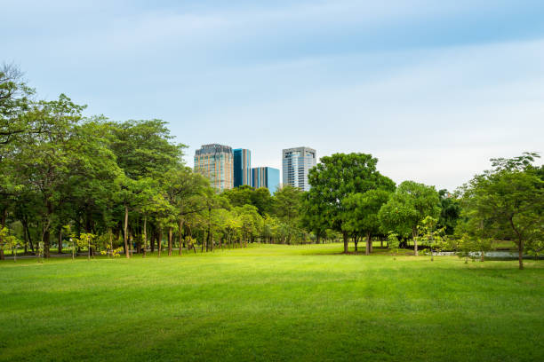 istock Beautiful morning light in public park with green grass field 841282414