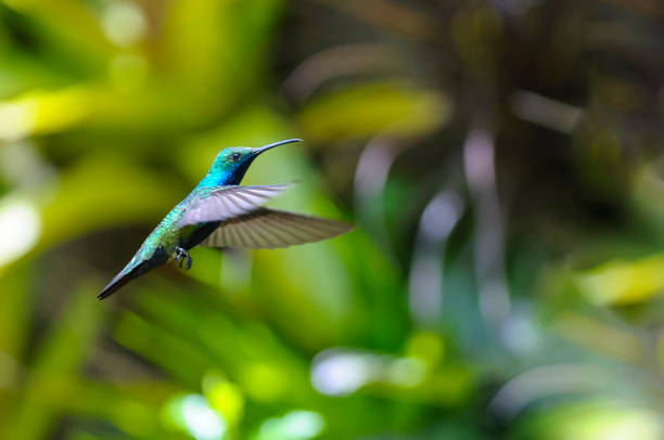 istock Hummingbird flying stationary on green background 1 841282584