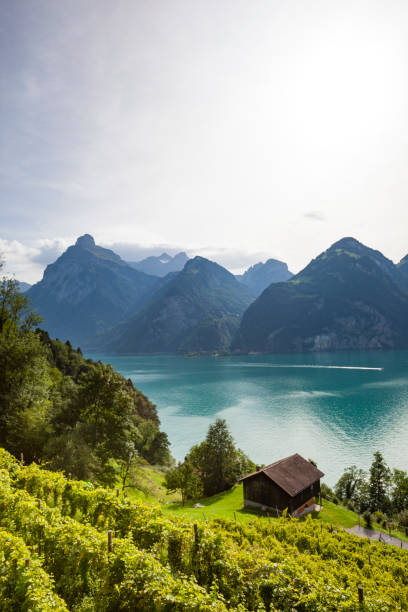 beautiful lake luceren in switzerland.