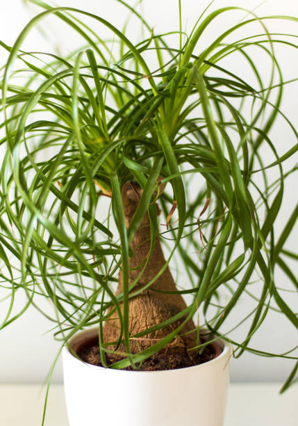 istock Small green bushy plant in white vase 841283520