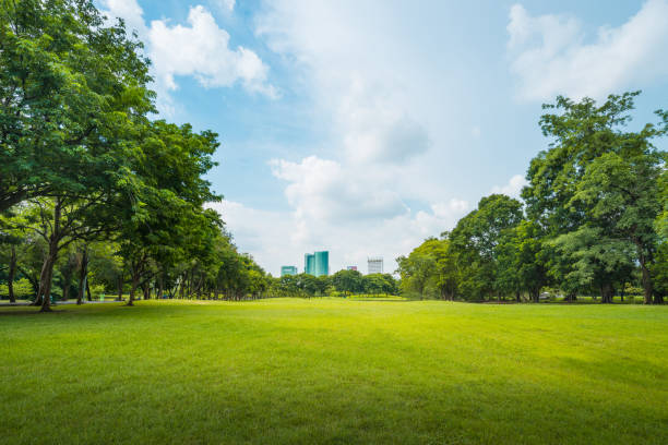 Beautiful morning light in public park with green grass field