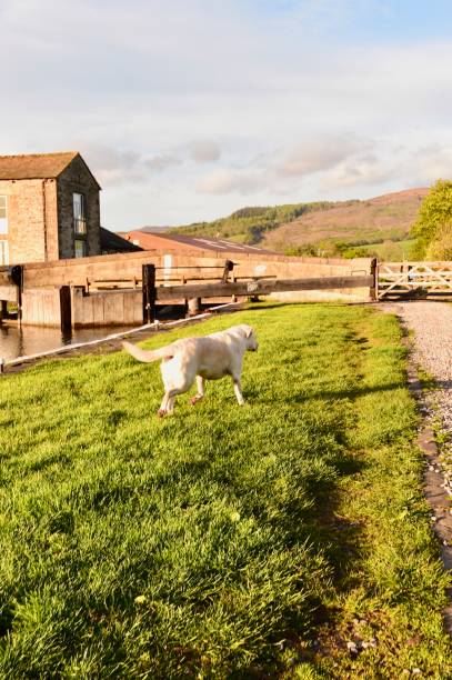 gargrave, north yorkshire, inglaterra - gargrave - fotografias e filmes do acervo