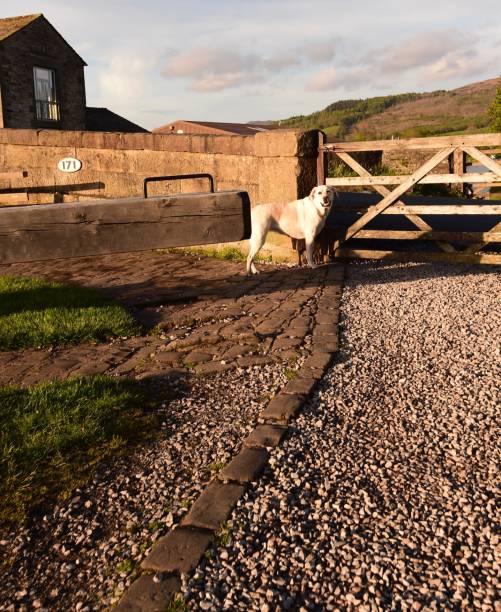 gargrave, north yorkshire, inglaterra - gargrave - fotografias e filmes do acervo