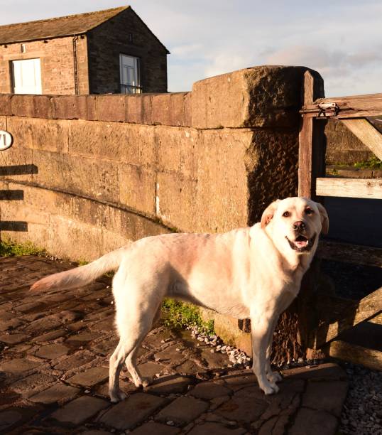 gargrave, north yorkshire, inglaterra - gargrave - fotografias e filmes do acervo