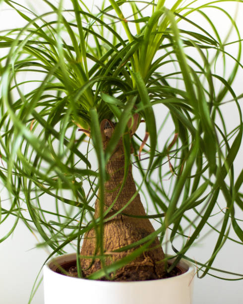 istock Small green bushy plant in white vase 841283854