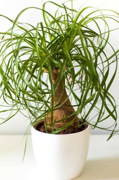 istock Green houseplant in white vase 841284246