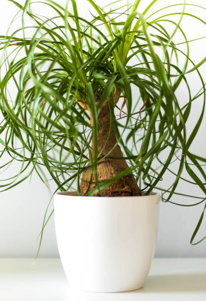 istock Green houseplant in white vase 841289560