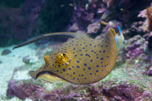 Blue-spotted torpedoes in the reef (Taeniura lymma)