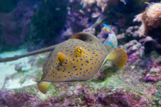 Bluespotted (Taeniura lymma) ribbontail ray lies on sand or floats among corals on a reef in the Red Sea, Egypt