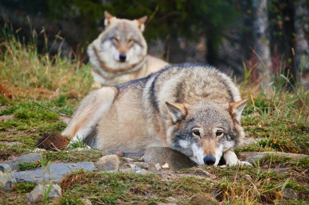 istock Brother and sister, wolf pair 841292280