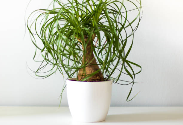 istock Green houseplant in white vase 841292392