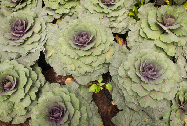 istock Ornamental cabbage in a garden 841293024