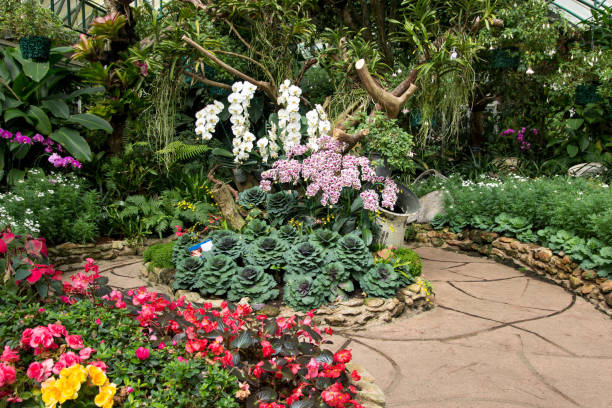 istock Orchid flower with cabbage decoration in the garden 841293082