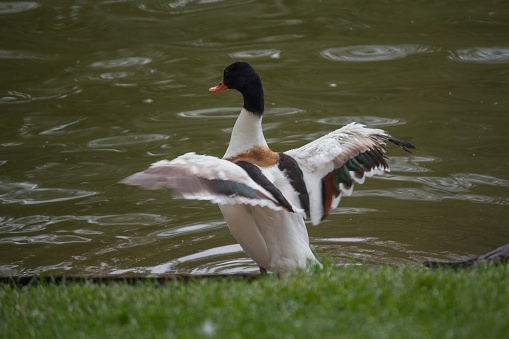 Duck displays the beautiful plumage of his wings. Birds