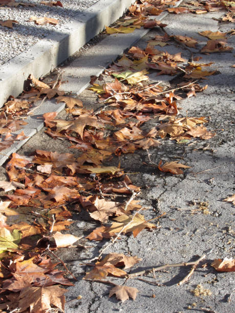 istock Dead leaves lying on the ground in the fall 841293468