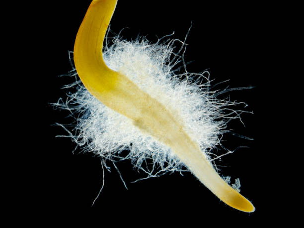 chili pepper (capsicum annuum) seedling root hair close up - root hair imagens e fotografias de stock