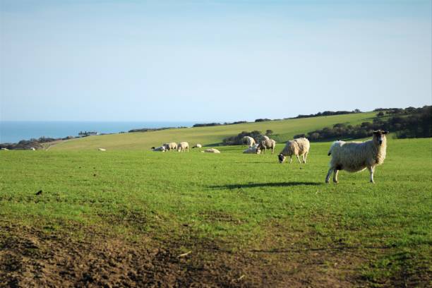 istock Sheep in Sussex 841294972
