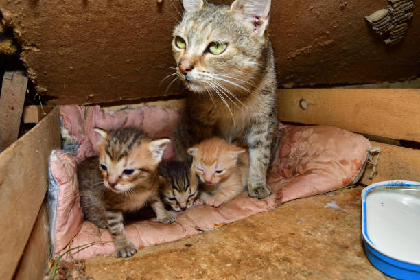 istock cat mom and small kitten sucking milk 841297730
