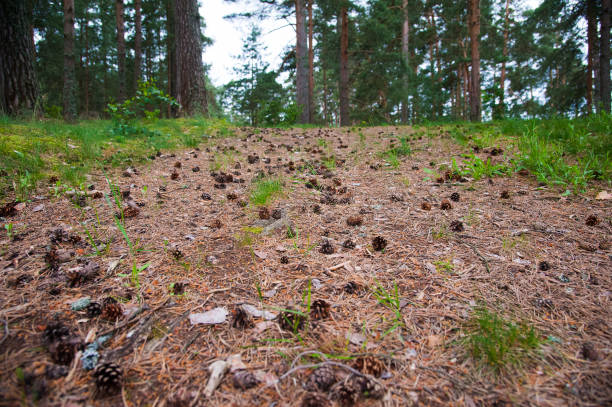 istock Pine cones on the road in the forest 841297766