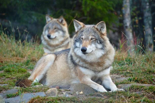 istock Brother and sister, wolf pair 2 841297784
