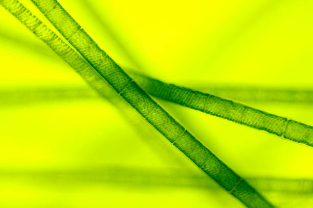 Microscopic view of green algae (Spirogyra) Microscopic view of green algae (Spirogyra). Rheinberg illumination. rheinberg illumination stock pictures, royalty-free photos & images