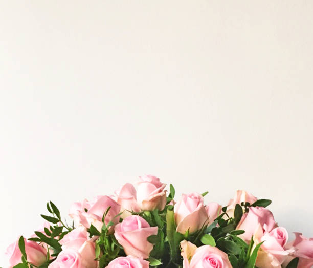 White background and frame with bouquet of pink roses