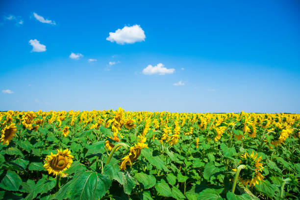 istock Sunflower field. Summer landscape 841298338