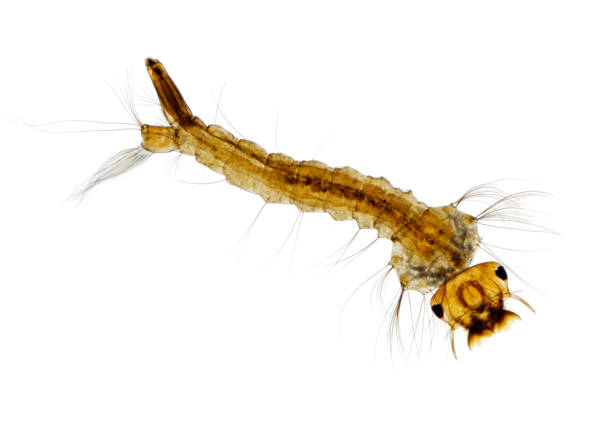 vista microscopica della larva di zanzara (aedes) - luce micrograph foto e immagini stock