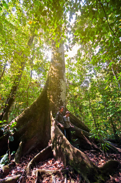 istock Buttress Root Tree in Tropical Forest of Borneo 841300506