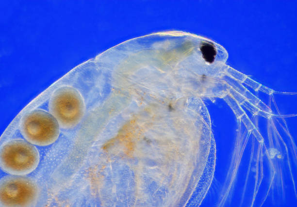 Microscopic view of freshwater water flea (Daphnia magna)