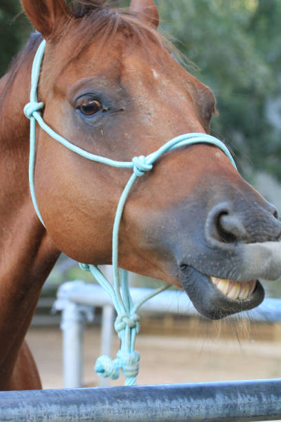 istock Smiling Mister the Horse 841301426