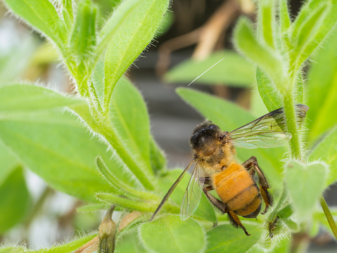 Bee reach for flower on green plant