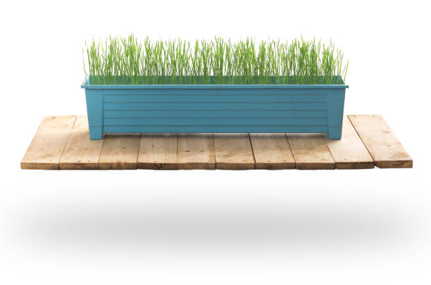 Young green (Wheat seeds) plant in pot on wood