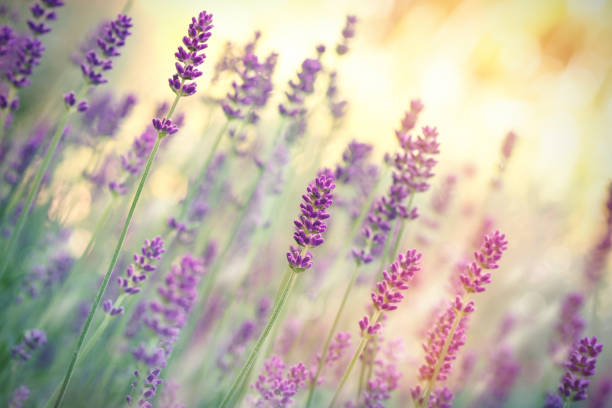 istock Selective focus on lavender flower, lavender flowers lit by sunlight 841303954