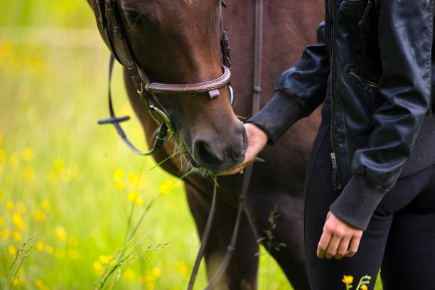 フィールドでは軽食と彼女のアラビアの馬を供給する女性をクローズ アップ - horse close up non urban scene spring ストックフォトと画像