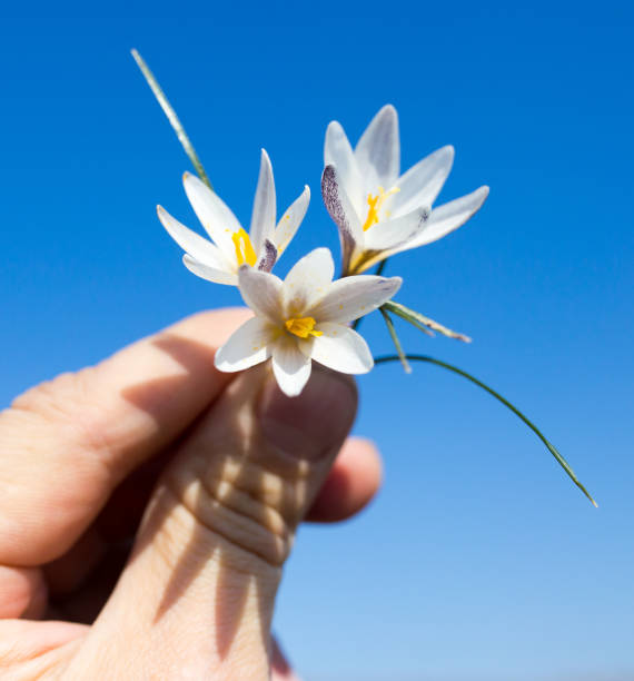 istock Snowdrop flower in hand on sky background 841304598