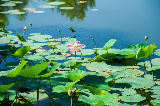 istock Lotus flower and Lotus flower plants 841304708