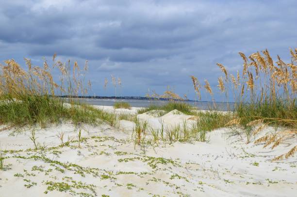 dunas de arena de playa de st. simon island, ga - dorothy fotografías e imágenes de stock