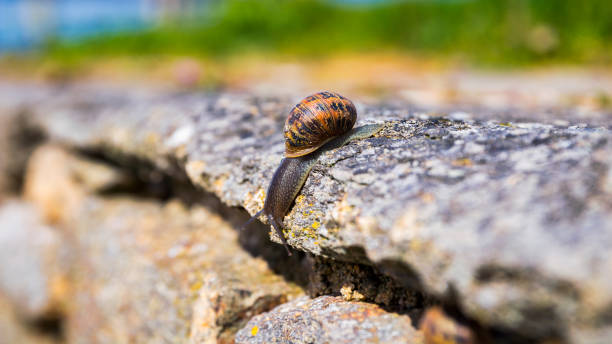 caracol arrastrándose sobre una textura de roca dura de la naturaleza; caracol rayado marrón caminando sobre las rocas en día lluvioso, bretaña (bretagne), francia - snail environmental conservation garden snail mollusk fotografías e imágenes de stock