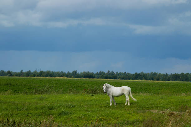 istock Summer landscape with white horse on grazing 841308488