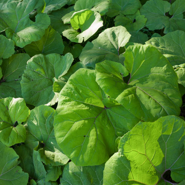 plantes butterbur. - leidschendam photos et images de collection