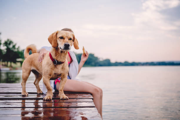 dog on the dock - wood tranquil scene serene people lake imagens e fotografias de stock