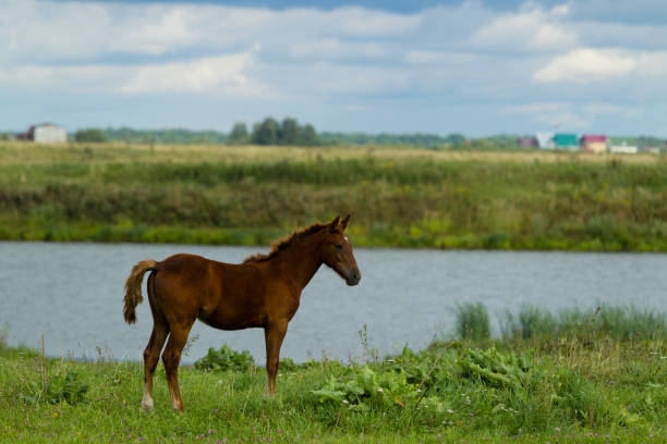 istock Grazing foal on a summer day 841310458