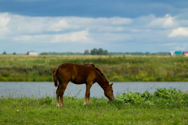 istock Grazing foal on a summer day 841311060
