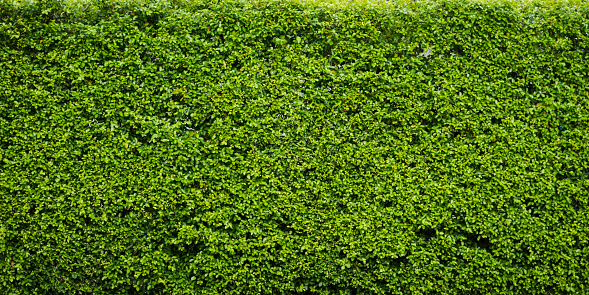 Privet Hedge