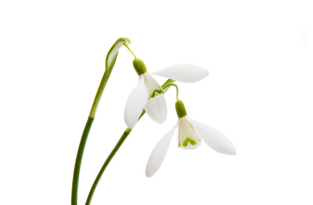 istock First flowers of snowdrops 841311636